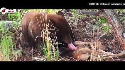 6 Meilleurs Combats De L'ours   Combats d’Animaux