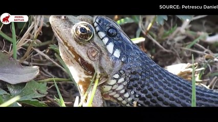 5 fois le Serpent avale la Grenouille   Combats d’Animaux