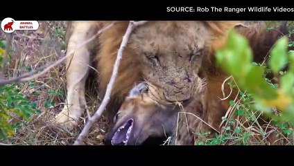 5 fois une Hyène a été vaincue par des Lions   Combats d’Animaux