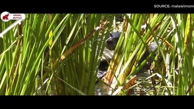 5 Moments Où Les Animaux Mangent Des Tortues Combats d’Animaux