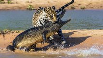 5 scènes de Chiens Sauvages attaquent des Hyènes   Combats d’Animaux