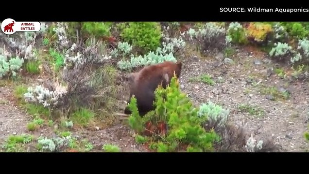 6 Meilleurs Combats De L'ours Combats d’Animaux