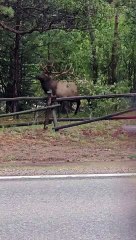 Elk Struggles to Remove Tree Branch From Antlers
