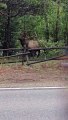 Elk Struggles to Remove Tree Branch From Antlers