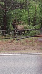 Elk Struggles to Remove Tree Branch From Antlers