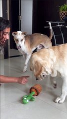 Dogs React to Talking Cactus Toy