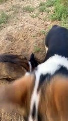 Dog Chomps Delicious Dirt