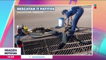 Bomberos de Mazatlán rescatan a patitos que cayeron a una alcantarilla