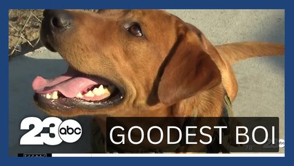 Accelerant Detection Canine Diving Into Work Nose First