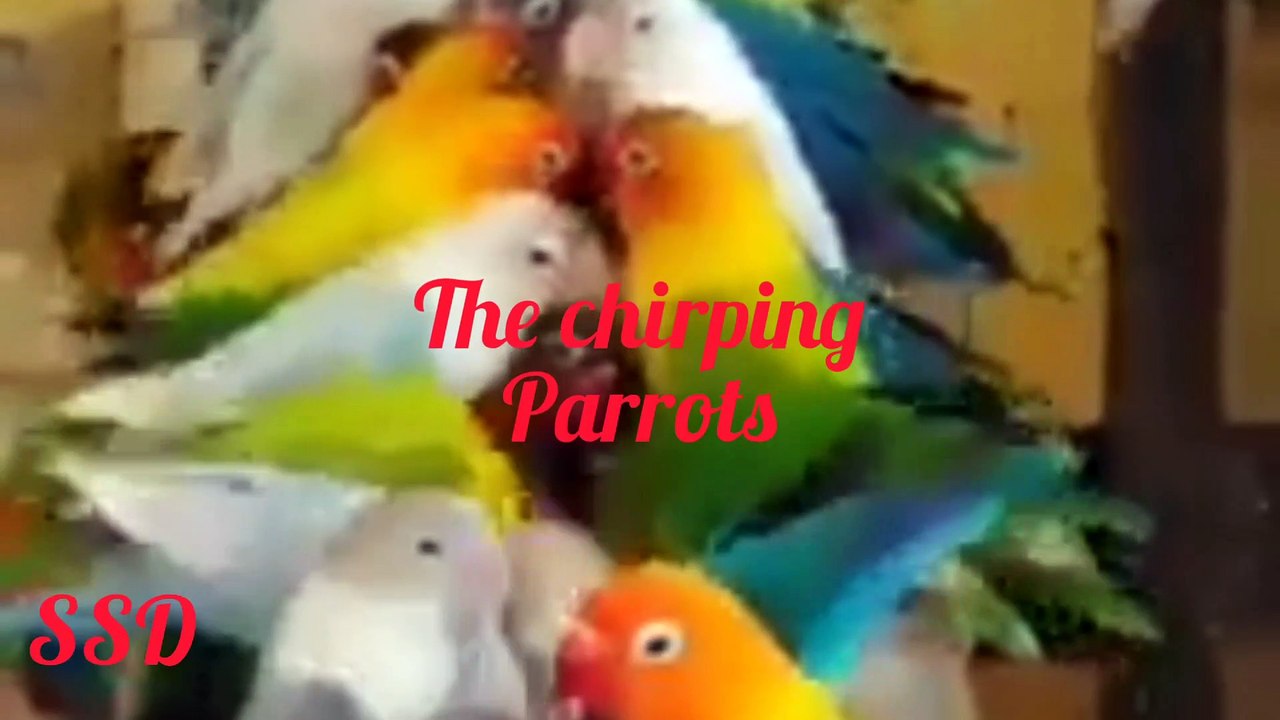 Eyes of the birds