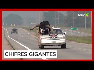 Motorista é flagrado carregando touro no banco de passageiro nos Estados Unidos