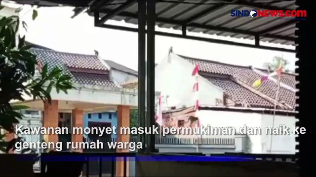 Gerombolan Monyet di Cibubur Masuk Permukiman, Diduga Kelaparan