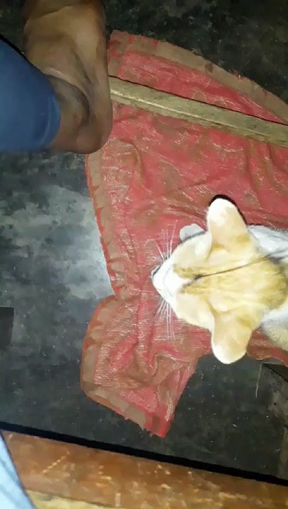 si  gembul bermain