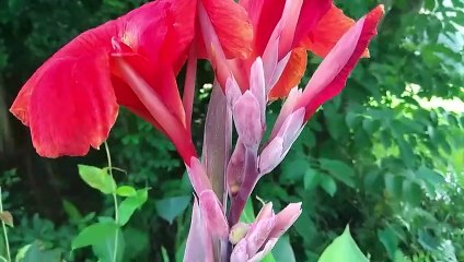 বাংলা চটি: দুই বোনের একসাথে লাগানোর গল্প 🔥