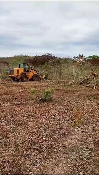 Fiscalização em área de desmatamento em São João d'Aliança (GO), portal da Chapada dos Veadeiros