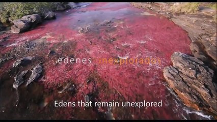 Colombia: Magia Salvaje Bande-annonce (EN)