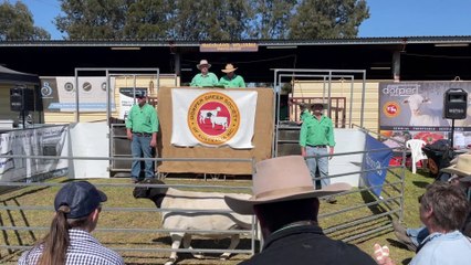 DSSA national sale top-priced ram | Dubbo | Sept 2023