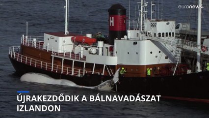 Újra lehet bálnára vadászni Izlandon