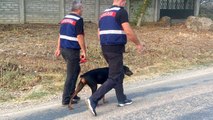 Kayıp Ekonomist Korhan Berzeg'in Köpeği Tina Eve Döndü