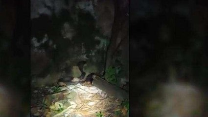 नर्मदापुरम: कुत्तों की आवाज सुनकर किंग कोबरा डरा, रहवासी परेशान