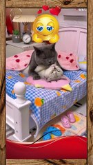 Funny pets  26  short