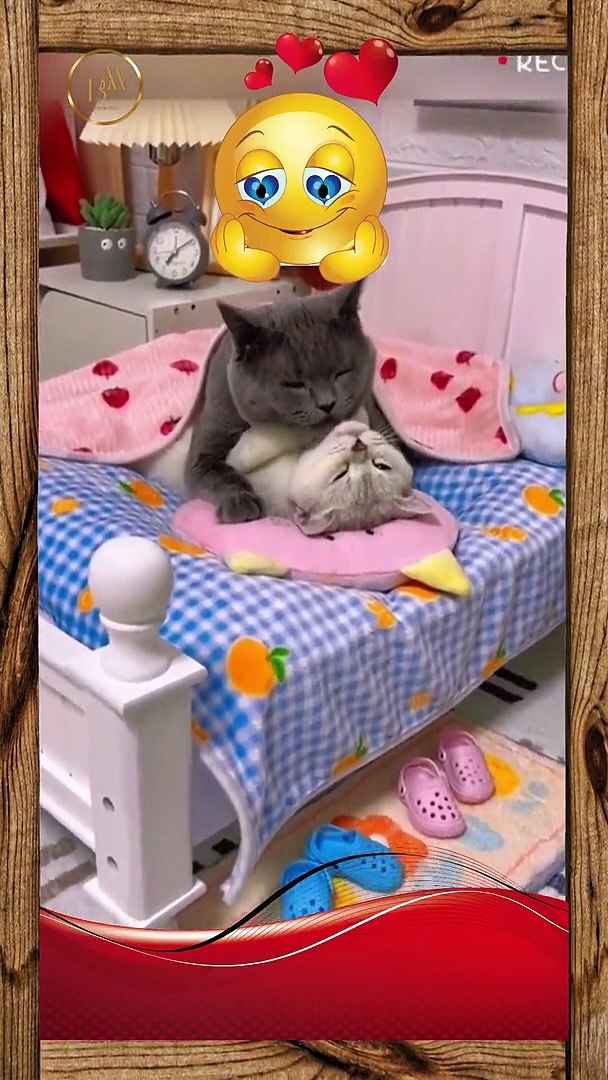 ⁣Funny pets  26  short