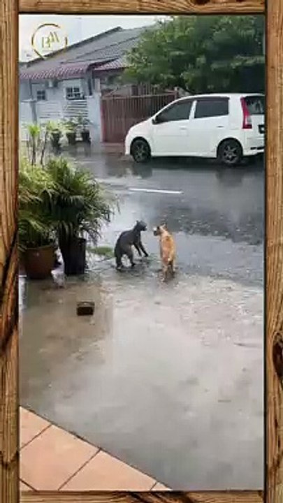 Funny pets  33  short