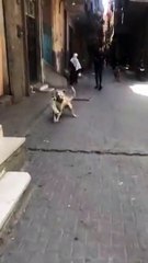 Découvrez le Chaton le Plus Grognon et Insolent 😺