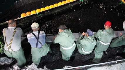 Balık sezonu açıldı, ilk ağlar atıldı