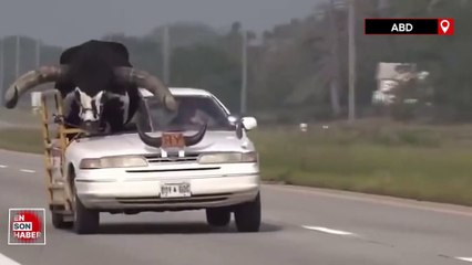 ABD'de otoyolda ilerleyen araçta ön koltukta oturan boğa dikkat çekti