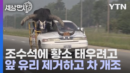 [세상만사] 5년째 승용차 조수석에 황소 태우고 다니는 미국인 / YTN