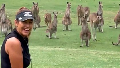 Söpö video: kengurut keskeyttävät golf-pelin Australiassa.