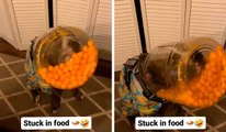Vídeo gracioso: perro glotón es sorprendido con la boca y la cabeza en el tarro.