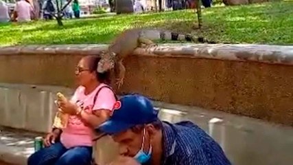 Vídeo impresionante: mujer es sorprendida por una iguana y casi tiene un infarto.