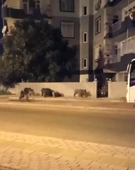 Antalya'da Şehir Merkezine İnen Domuzlar Vatandaşlara Zor Anlar Yaşattı