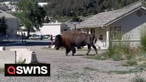 Huge bison takes a stroll through small town in Yellowstone National Park