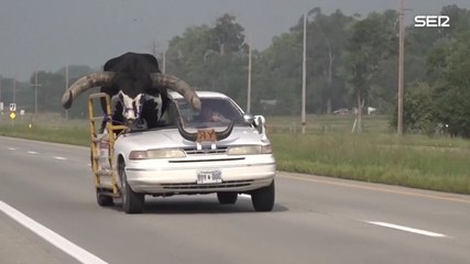 Detienen a un conductor por llevar a su enorme toro Watusi en el asiento del copiloto