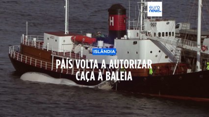 Caça às baleias volta a ser permitida na Islândia