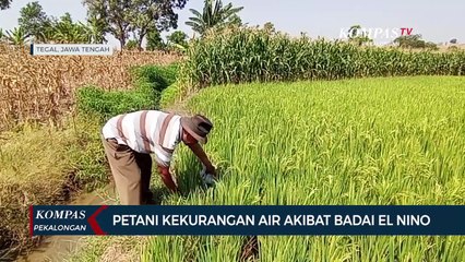 El Nino Bikin Padi Karangmalang Kekurangan Air, Dewi Aryani Atasi dengan BBWS