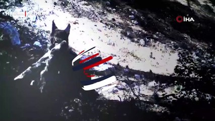 Avlanan Vaşak fotokapana takıldı... Paylaşım beğeni topladı