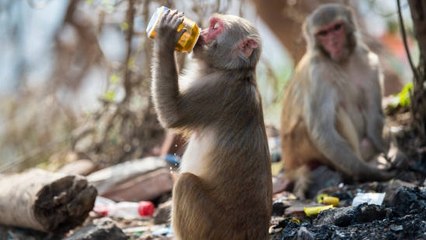 Descubren Una Nueva Técnica Eficaz Contra El Alcoholismo Que Ha Sido Efectiva En Monos