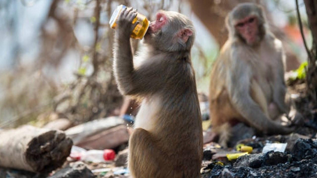 Descubren Una Nueva Técnica Eficaz Contra El Alcoholismo Que Ha Sido Efectiva En Monos