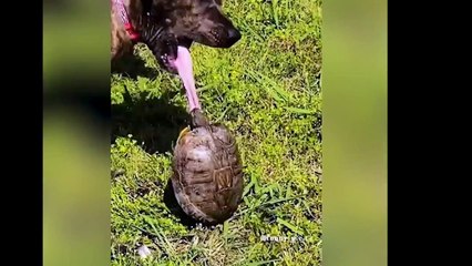 Köpeğin dilini kaplumbağa kaptı!