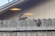 Squirrel v snake: Critters in tense standoff atop fence