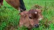 Em vídeo comovente, vaca apresenta, toda orgulhosa, seu bebê recém nascido