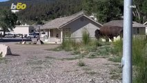 Must-see! This Bison Took a Stroll Through Town