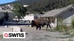 Huge bison strolls through small town in Yellowstone National Park