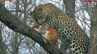 Perro VS Leopardo - ¡Increíbles Momentos El Perro Convertido en Presa Contra El Leopardo!