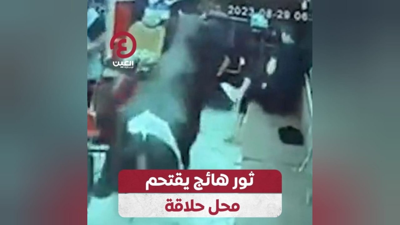 ثور هائج يقتحم محل حلاقة