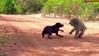 Madre Mono Ataca A 250 Perros Para Vengarse De Su Bebé En La India